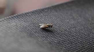common house fly on black textile