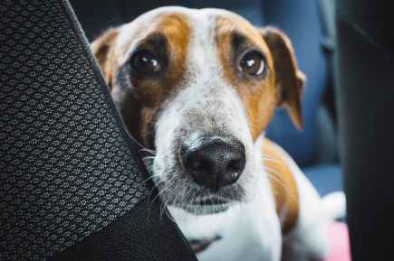 close up photo of jack russell terrier on vehicle